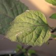 Blätterfoto Solanum nigrum
