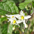 Portraitfoto Solanum nigrum