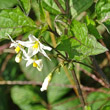 Blütenfoto Solanum nigrum