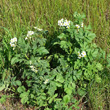 Habitusfoto Solanum tuberosum