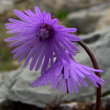 Portraitfoto Soldanella alpina