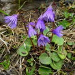 Habitusfoto Soldanella alpina