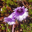 Blütenfoto Soldanella pusilla