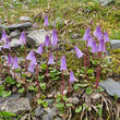 Habitusfoto Soldanella pusilla