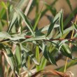 Blätterfoto Solidago gigantea