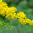 Blütenfoto Solidago gigantea