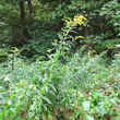 Habitusfoto Solidago gigantea