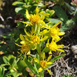 Portraitfoto Solidago virgaurea ssp. minuta