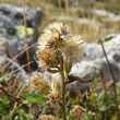 Fruchtfoto Solidago virgaurea ssp. minuta