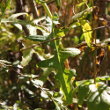 Blätterfoto Sonchus arvensis