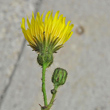 Foto Kelch Sonchus arvensis
