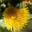 Blütenfoto Sonchus asper