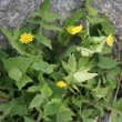 Habitusfoto Sonchus oleraceus