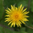 Portraitfoto Sonchus oleraceus