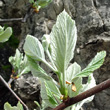 Foto von Besonderheit Sorbus aria