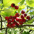 Portraitfoto Sorbus aria