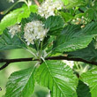Portraitfoto Sorbus aria
