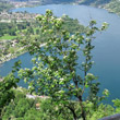 Habitusfoto Sorbus aria