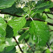 Blätterfoto Sorbus aria