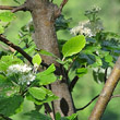 Stängel-/Stammfoto Sorbus aria