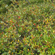 Foto von Besonderheit Sorbus chamaemespilus