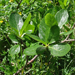 Blätterfoto Sorbus chamaemespilus