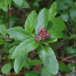 Blütenfoto Sorbus chamaemespilus