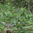Habitusfoto Sorbus chamaemespilus