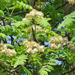 Portraitfoto Sorbus domestica