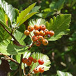 Fruchtfoto Sorbus mougeotii