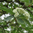 Blütenfoto Sorbus mougeotii