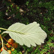 Foto von Besonderheit Sorbus mougeotii