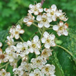 Blütenfoto Sorbus torminalis