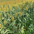 Portraitfoto Sorghum bicolor