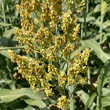 Blütenfoto Sorghum bicolor