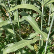 Blätterfoto Sorghum bicolor