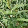 Stängel-/Stammfoto Sorghum bicolor