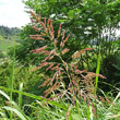 Portraitfoto Sorghum halepense