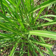 Stängel-/Stammfoto Sorghum halepense