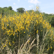 Habitusfoto Spartium junceum