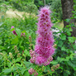 Portraitfoto Spiraea salicifolia