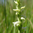 Portraitfoto Spiranthes aestivalis