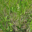 Habitusfoto Spiranthes aestivalis