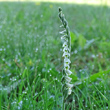 Blütenfoto Spiranthes spiralis