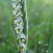 Portraitfoto Spiranthes spiralis