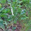 Habitusfoto Spiranthes spiralis