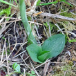 Blätterfoto Spiranthes spiralis