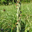 Fruchtfoto Spiranthes spiralis