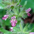 Blütenfoto Stachys alpina