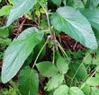 Blätterfoto Stachys alpina